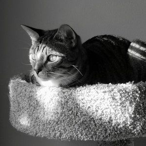 Meet your Posher, Lance